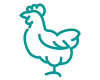 reduced antibiotic chicken